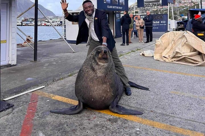 Cape Peninsula Day Trip: Penguins, Seals, Chapman’s Peak Drive & Constantia Wine Tasting photo 4