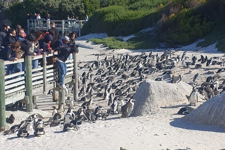 Cape Peninsula Day Trip: Penguins, Seals, Chapman’s Peak Drive & Constantia Wine Tasting photo 3