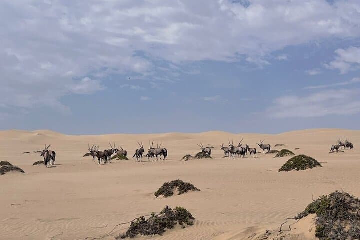 Sandwich Harbour Half-Day 4x4 Dune and Birdwatching Tour from Walvis Bay photo 2
