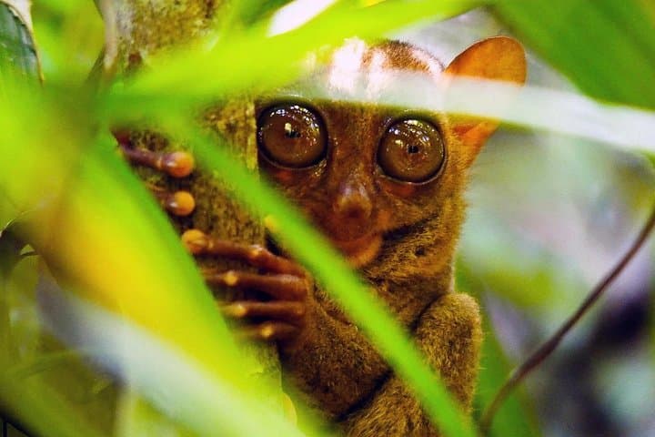 Bohol Countryside Tour from Cebu: Chocolate Hills, Tarsiers & Loboc River Cruise
