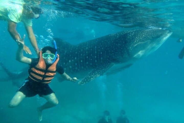Oslob Whale Sharks, Tumalog Falls and Moalboal Sardine Run Day Trip photo 2