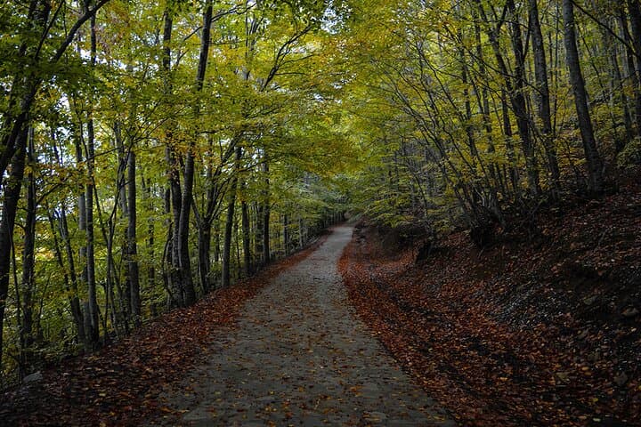 Chestnut Forest of Steni Evia: Off‑Road Private Day Tour from Athens photo 1