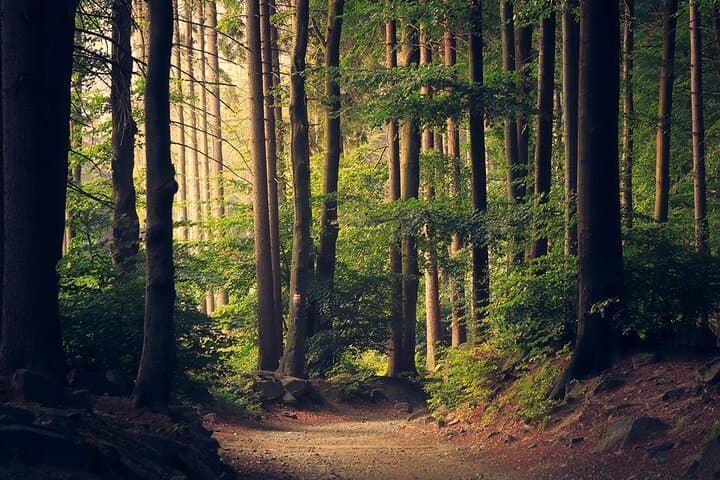 Chestnut Forest of Steni Evia: Off‑Road Private Day Tour from Athens photo 2