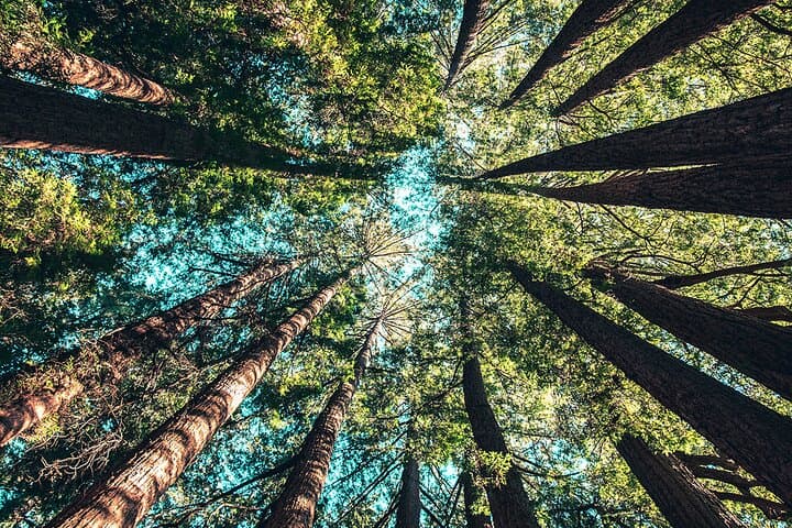 Chestnut Forest of Steni Evia: Off‑Road Private Day Tour from Athens photo 4