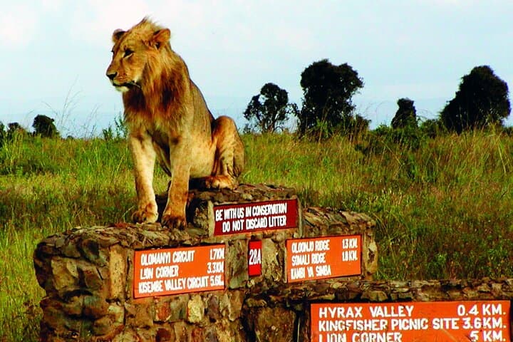 Nairobi National Park & Giraffe Center: A Day Immersed in Kenyan Wildlife and Culture photo 4