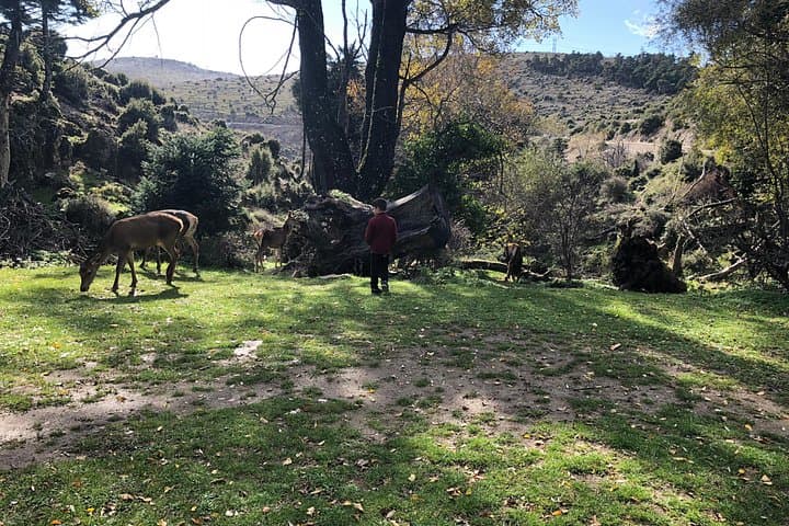 Half-Day Private Tour to Mount Parnitha and Mpafi Refuge from Athens photo 6
