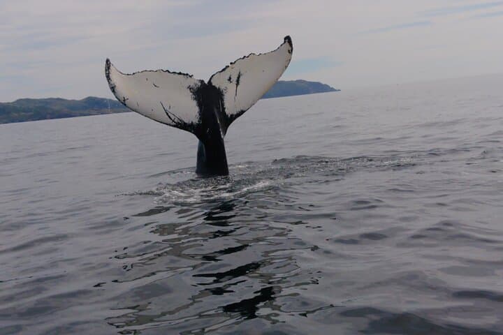 Zodiac Ocean Safari: Whale & Iceberg Watching in Newfoundland's UNESCO Discovery Geopark photo 3