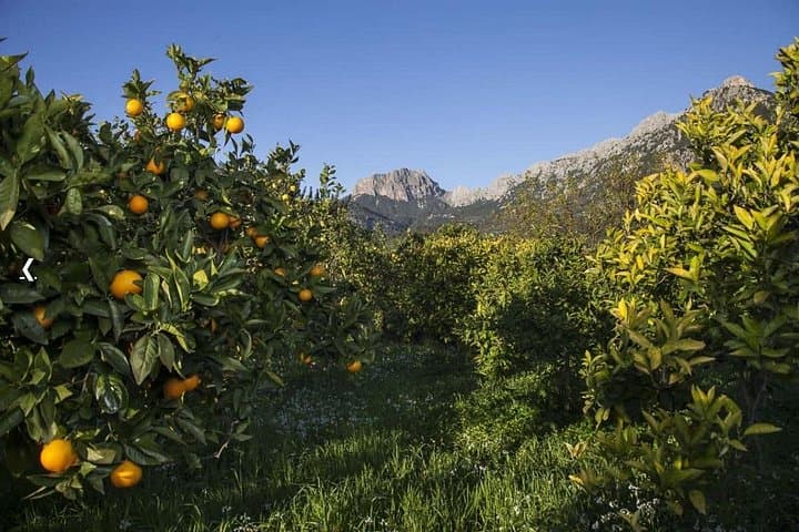 Mallorca West Coast & Orange Valley Soller Day Tour: Valldemossa, Deià & Organic Orange Finca photo 4