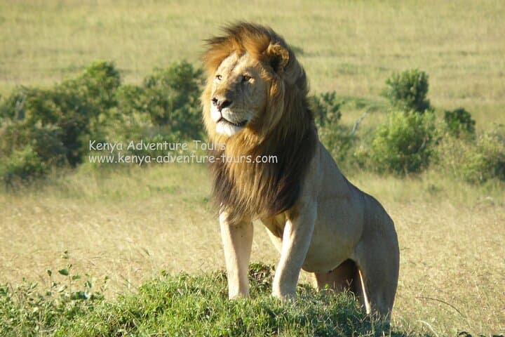 Explore Wildlife Up Close: 5 Hour Nairobi National Park Game Drive from Nairobi photo 1