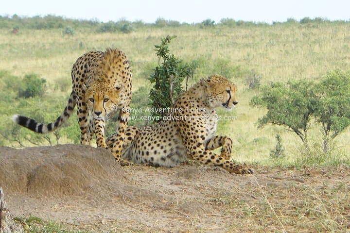 Explore Wildlife Up Close: 5 Hour Nairobi National Park Game Drive from Nairobi photo 2