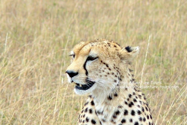 Explore Wildlife Up Close: 5 Hour Nairobi National Park Game Drive from Nairobi photo 3