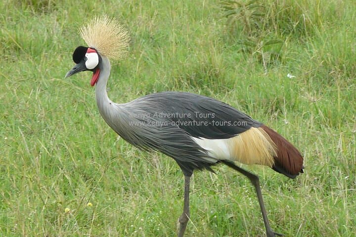 Explore Wildlife Up Close: 5 Hour Nairobi National Park Game Drive from Nairobi photo 4