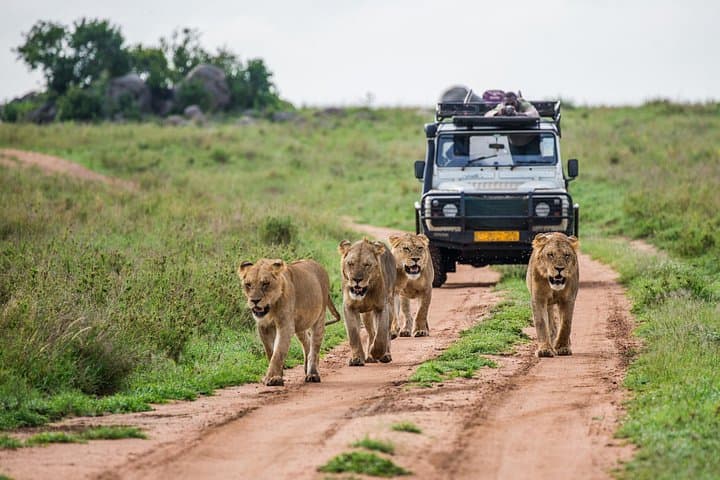 3-Day Fly-In Serengeti & Ngorongoro Safari from Zanzibar photo 3