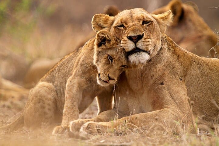Day Safari to Mikumi National Park from Zanzibar — Fly-in Wildlife Adventure photo 3