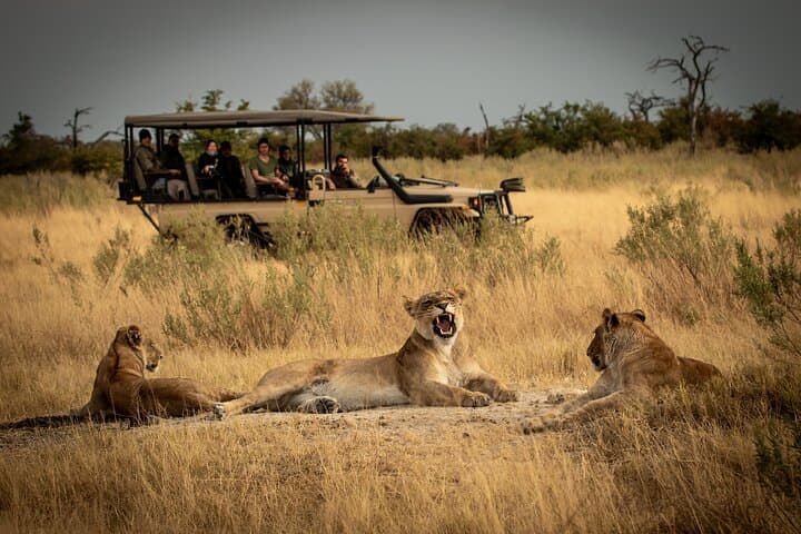 Day Safari to Mikumi National Park from Zanzibar — Fly-in Wildlife Adventure