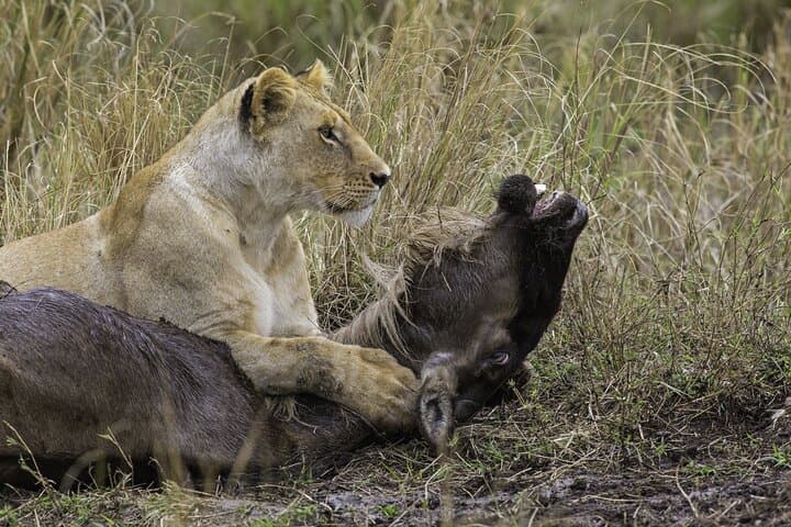 Day Safari to Mikumi National Park from Zanzibar — Fly-in Wildlife Adventure photo 6