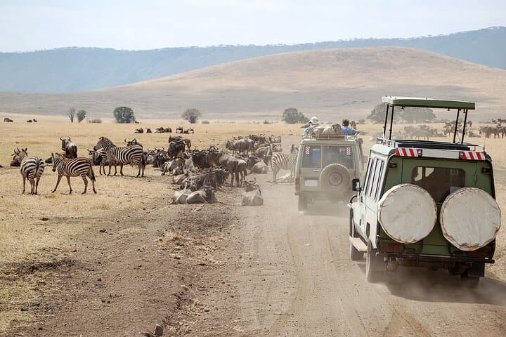 Day Safari to Mikumi National Park from Zanzibar — Fly-in Wildlife Adventure photo 5
