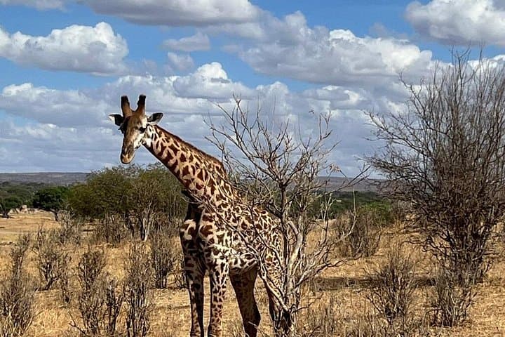 Serval Wildlife Sanctuary Day Visit — Close-Up Kilimanjaro Wildlife Encounter photo 1