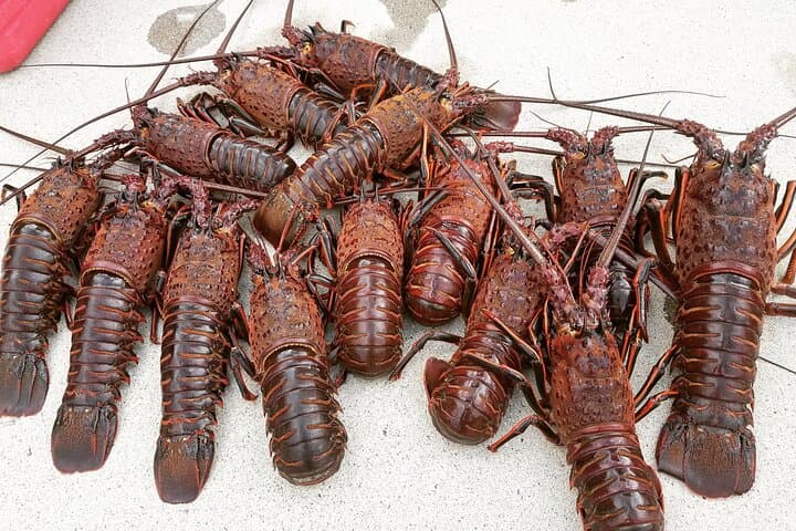 Dana Point Lobster Hoop-Netting Private Charter — Catch California Spiny Lobster