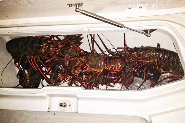 Dana Point Lobster Hoop-Netting Private Charter — Catch California Spiny Lobster photo 2