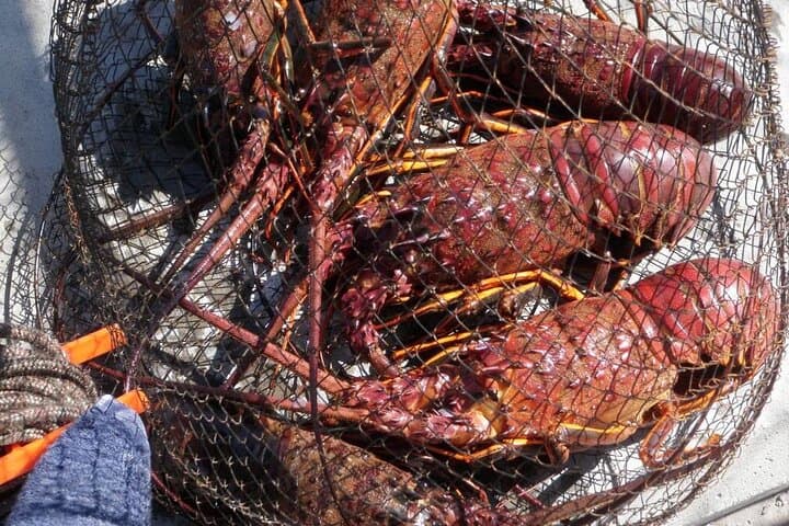 Dana Point Lobster Hoop-Netting Private Charter — Catch California Spiny Lobster photo 3