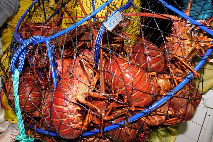 Dana Point Lobster Hoop-Netting Private Charter — Catch California Spiny Lobster photo 4