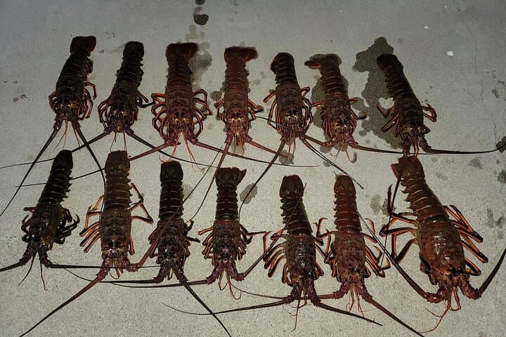 Dana Point Lobster Hoop-Netting Private Charter — Catch California Spiny Lobster photo 5