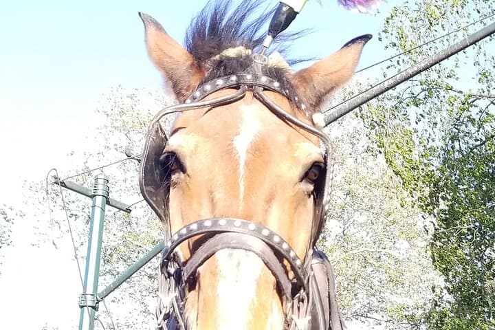 Central Park Private Horse Carriage Ride — Full Loop (45 Minutes) photo 5