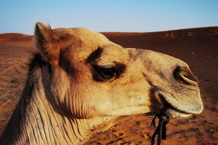 Fez to Merzouga Desert Trip: Camel Ride & Overnight Erg Chebbi Camp photo 3