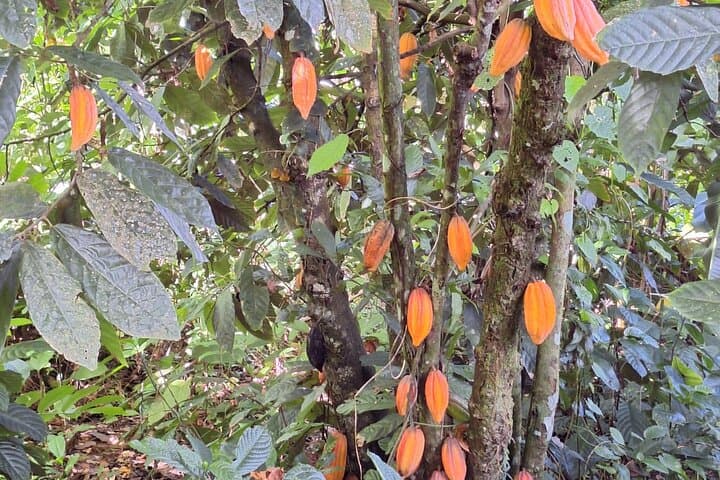 Guided Day Tour at Lopinot Plantation Estate: Cocoa, Caves & Cultural History in Trinidad photo 5
