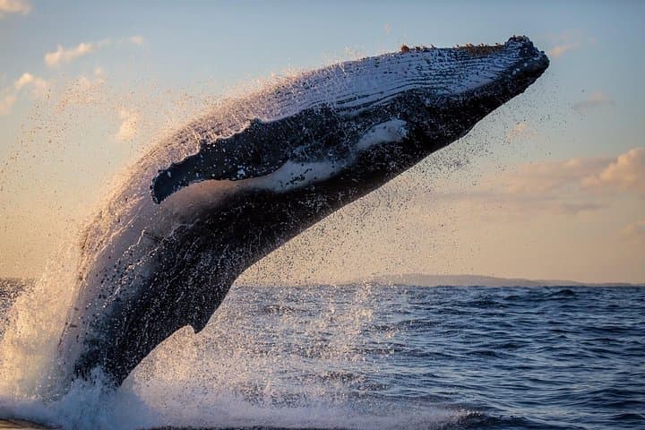 Bahia de Banderas Whale Watching Expedition — Puerto Vallarta Winter Migration Cruise photo 1
