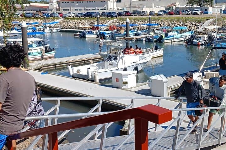 Puerto Vallarta Whale Watching: 3-Hour Banderas Bay Tour & What to Expect photo 6