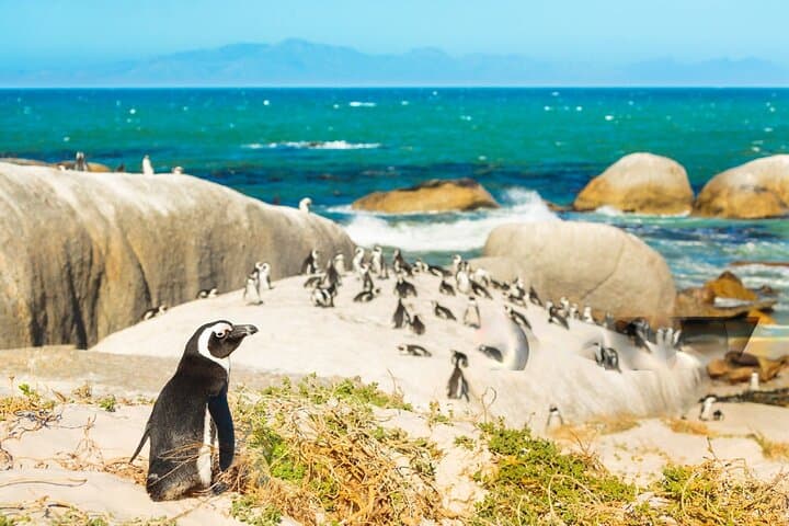 Cape Peninsula Sightseeing Tour: Cape of Good Hope, Chapman's Peak & Boulders Beach Day Trip