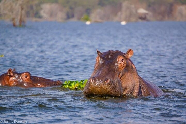 Nairobi to Masai Mara: 4-Day Bush Experience with Lake Naivasha photo 4
