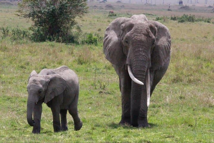 11-Day Serengeti Migration Safari: Witness the Great Wildebeest Migration photo 1