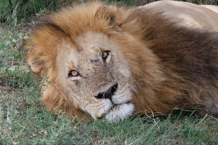 Inside Ngorongoro Crater: A Day of Big‑Game Drives in a Volcanic Caldera photo 1