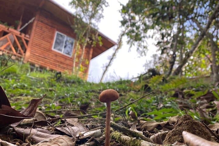 Santa Elena Nature Exploration and Healing Sounds Retreat photo 6