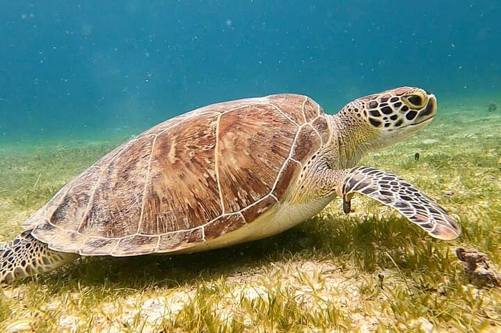 Private Full-Day BVI Charter from St. Thomas: Snorkel, Beaches & Beach Bars photo 4