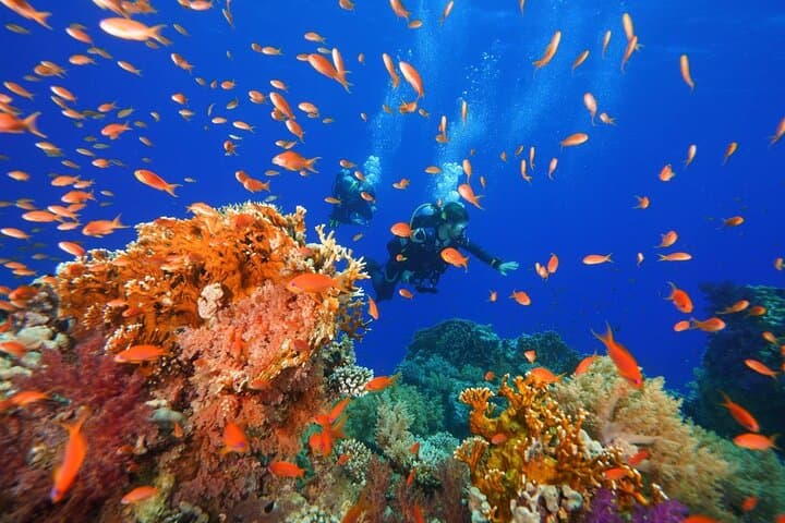 Red Sea Double Dive: Full-Day Boat Trip in Sharm Marine Parks photo 4