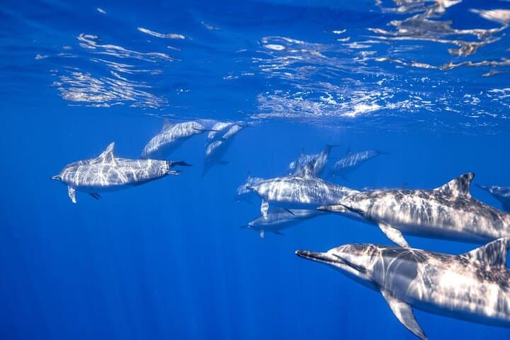 Red Sea Double Dive: Full-Day Boat Trip in Sharm Marine Parks photo 6
