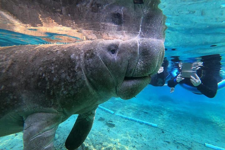 Private Manatee Snorkeling Tour in Crystal River: Swim with West Indian Manatees photo 2