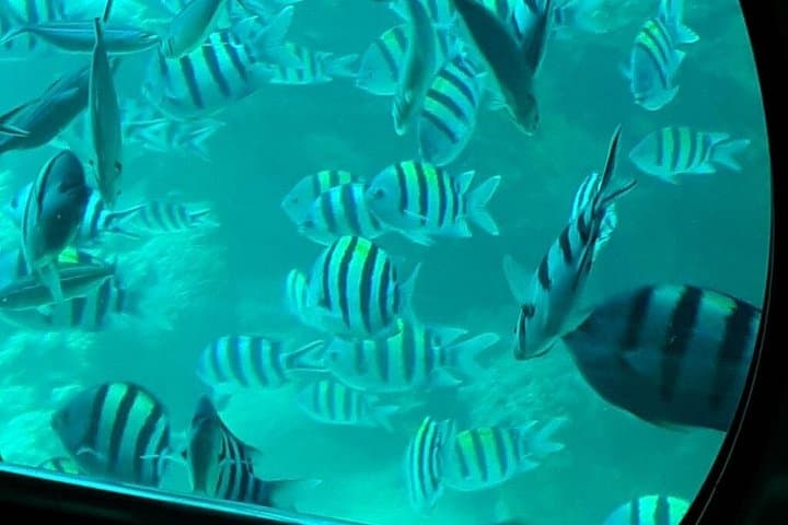 Hurghada Semi-Submarine Cruise and Snorkeling — Red Sea Reef Adventure photo 4