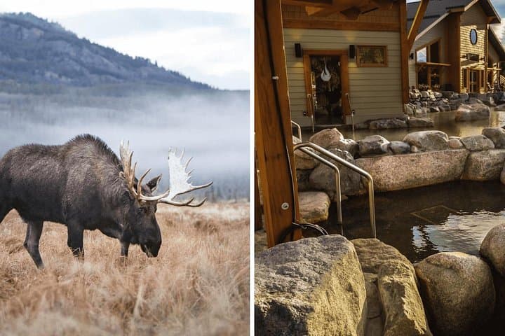 Yukon Wildlife Preserve & Eclipse Nordic Hot Springs Day Tour from Whitehorse