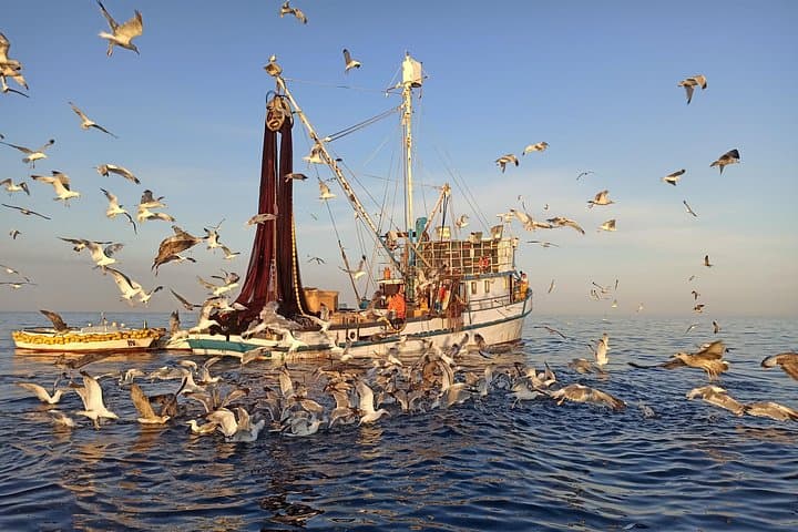 Sunrise Dolphin Watching & Fishermen at Work — Speedboat Tour in Rovinj photo 6