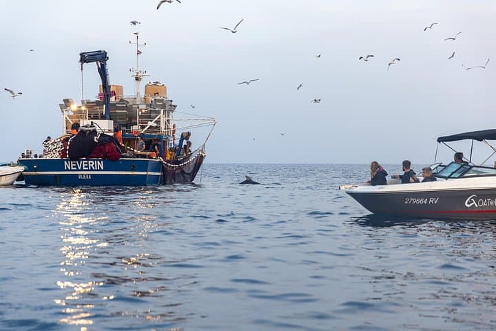 Sunrise Dolphin Watching & Fishermen at Work — Speedboat Tour in Rovinj photo 3