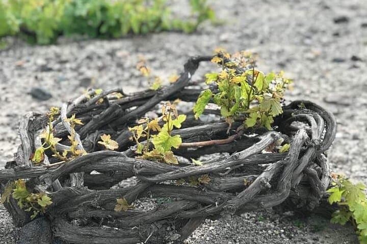 Santorini Private Wine Tasting: Volcano Wines & Cave Cellars with a Private Sommelier photo 5