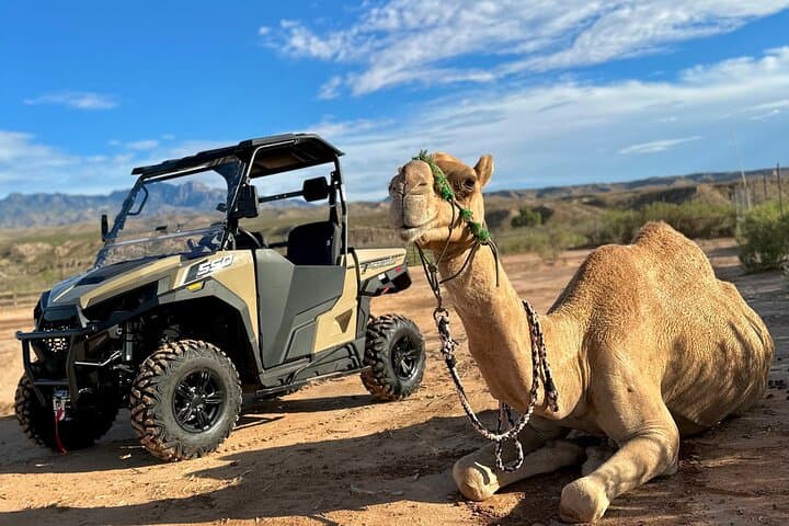 Las Vegas UTV Safari & Zoo Combo: Virgin River UTV Tour with Camel Encounter photo 2