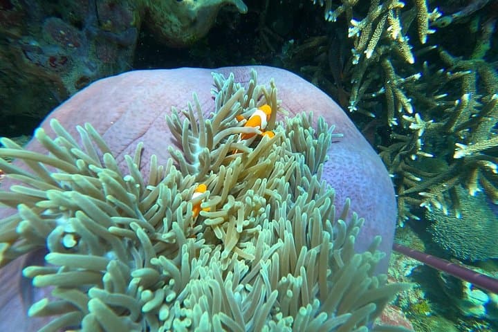 East Bali Blue Lagoon Snorkeling and Royal Water Palaces Day Tour photo 3