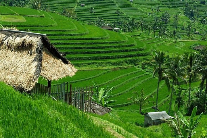 Bali Highland Circuit: Ulun Danu Bedugul, Banyumala Falls & Jatiluwih Rice Terraces photo 2