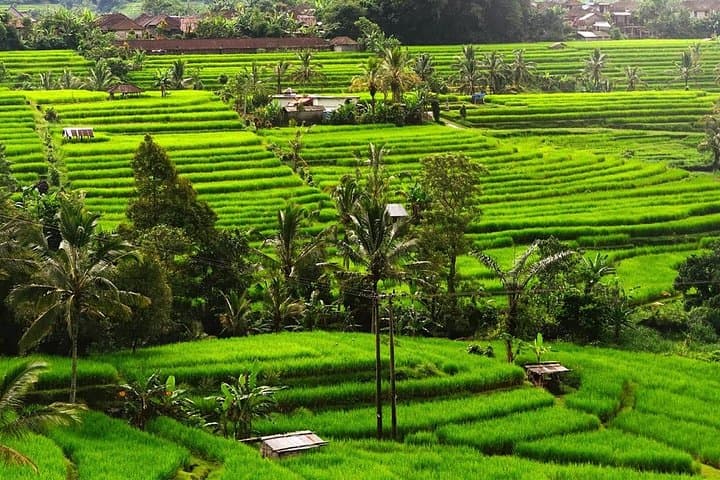 Bali Highland Circuit: Ulun Danu Bedugul, Banyumala Falls & Jatiluwih Rice Terraces photo 4